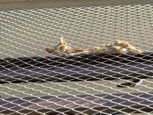 Redes de proteção para pets em Recife