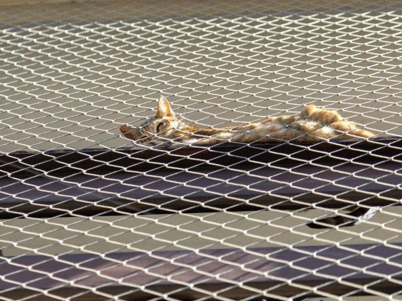 Redes de proteção para pets em Recife