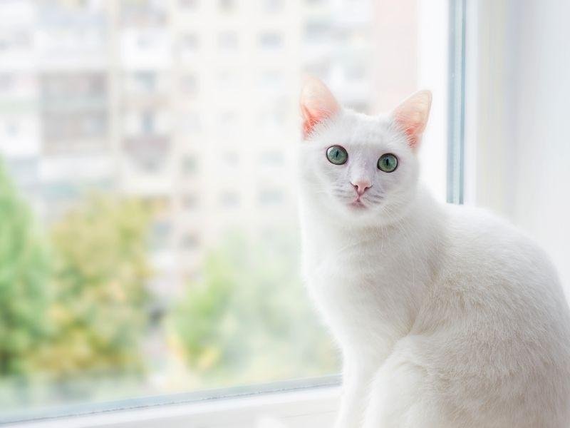 Garanta a segurança de animais com tela de proteção em Recife