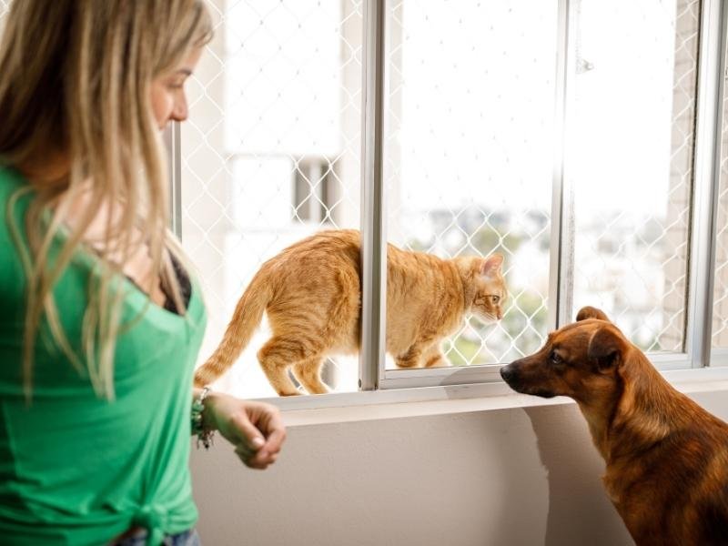 Proteja animais com rede residencial em Recife