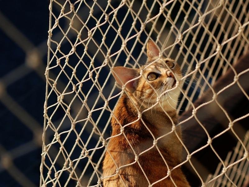 Tela de segurança de alta resistência em São Lourenço da Mata