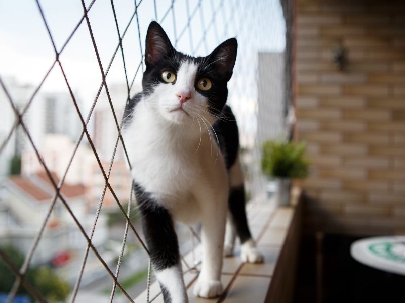 Tela de proteção para pets Recife
